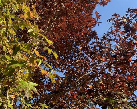 Fall foliage Leaves on a tree; yellow and red leaves of fall foliage