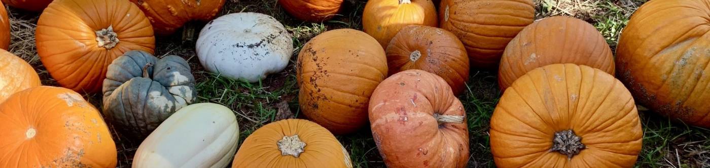 Pumpkin patch